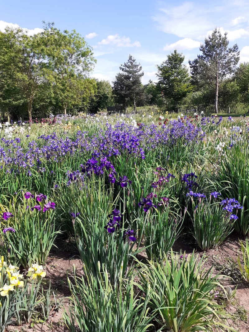 Seagate Irises