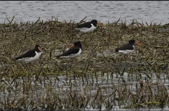 Loch of Kinnordy
