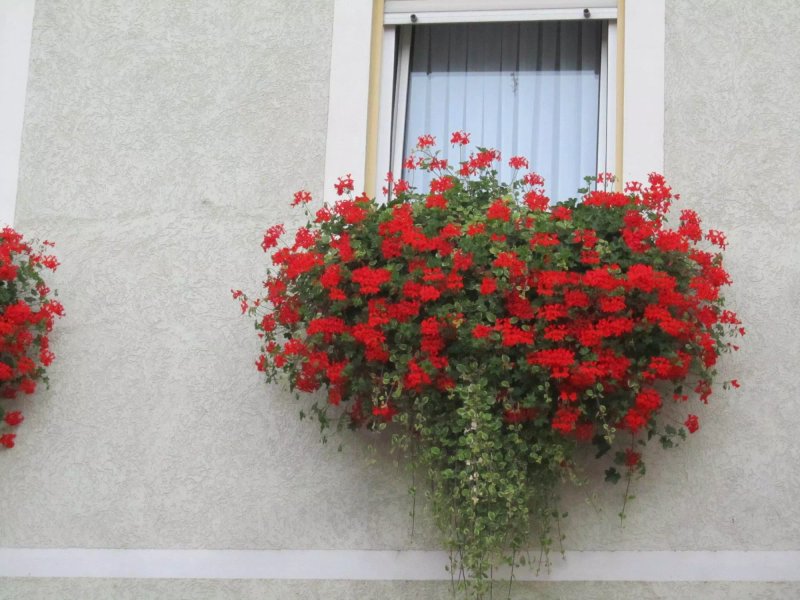 Hotel Rose