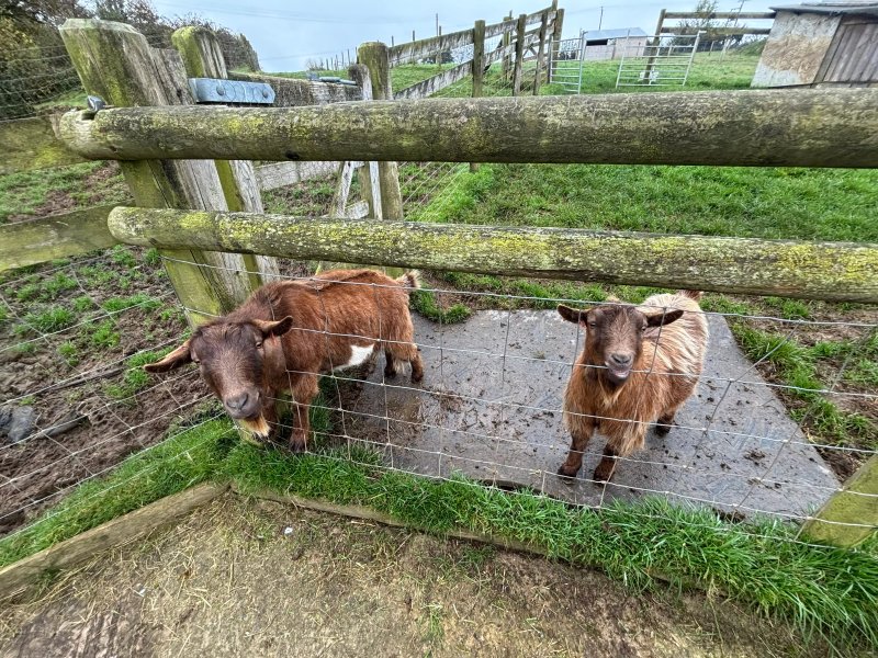 North Hayne Farm Cottages