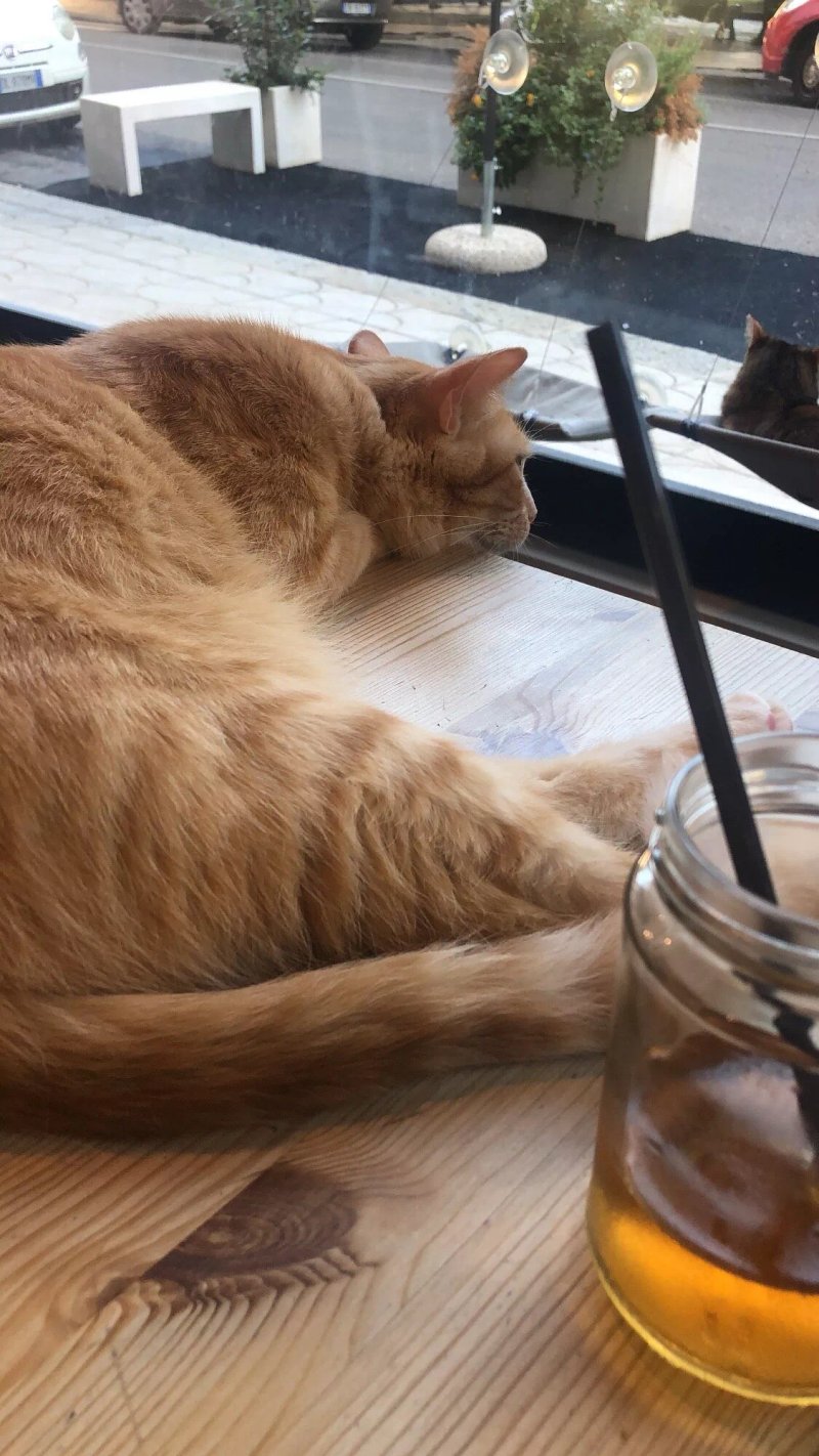 Micibo Cat Cafe'