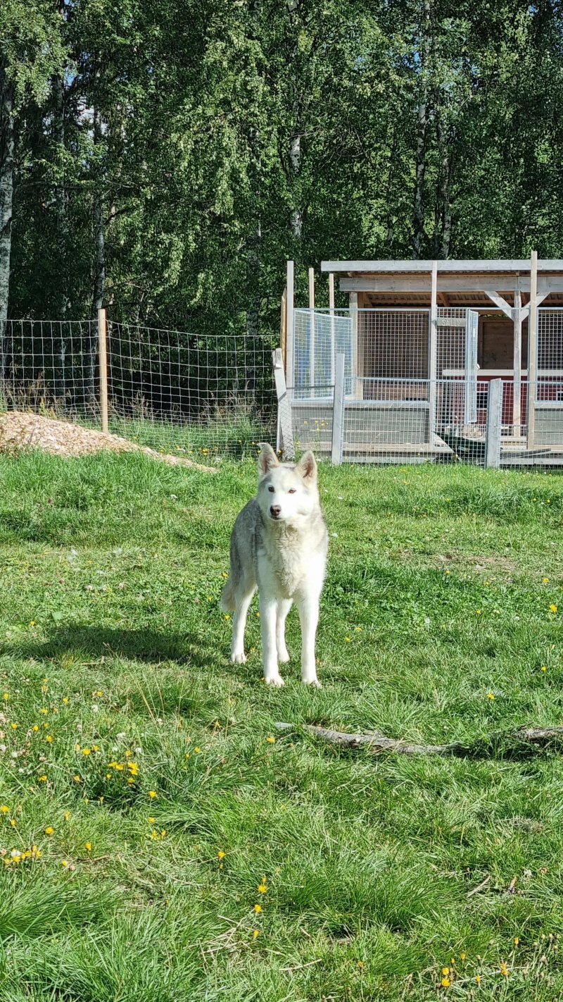 In I Norden