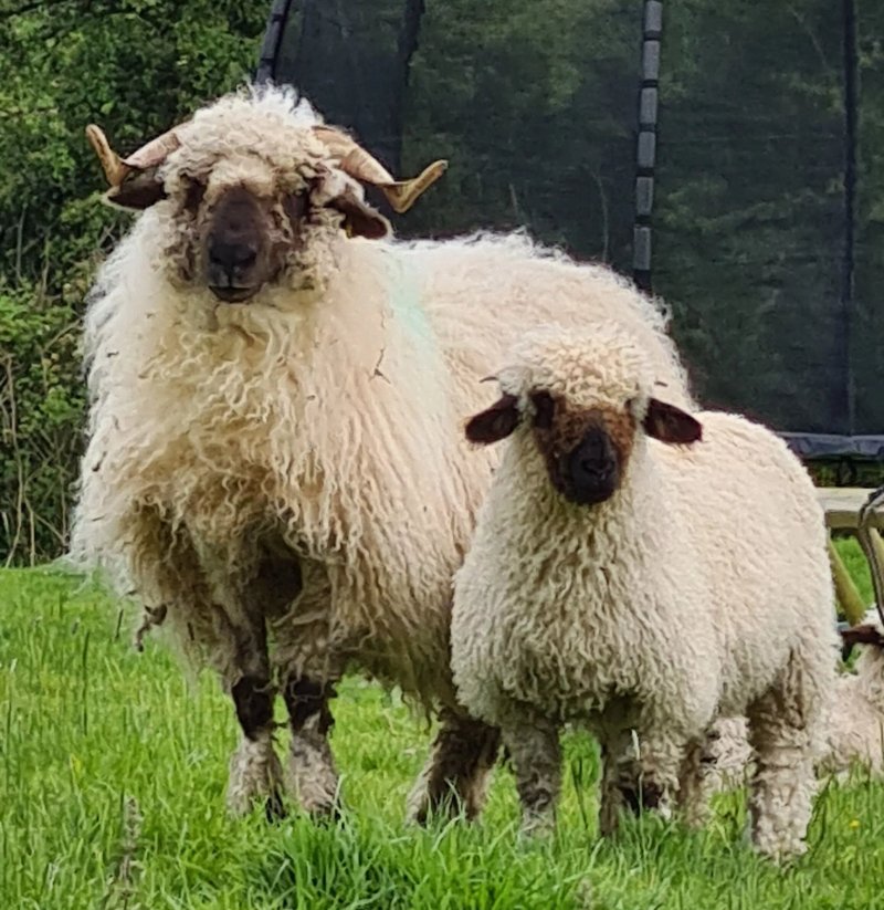 Castle Creavie Farm