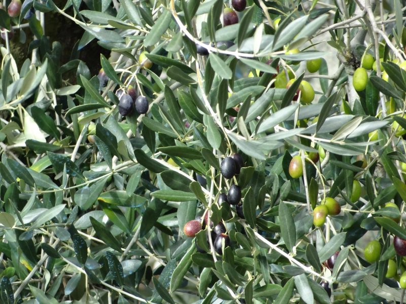 Agriturismo Tara