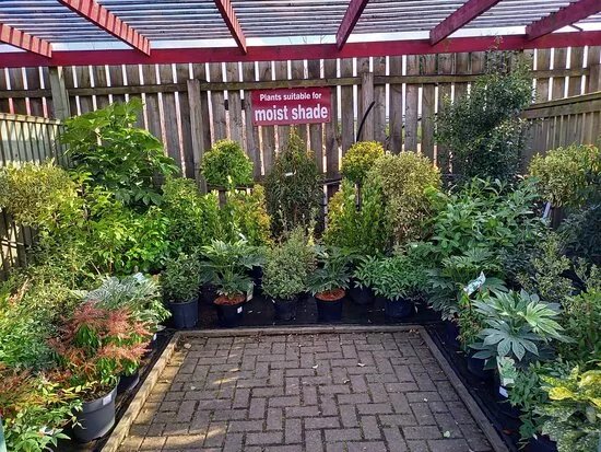 Wilkinson's Plant Centre
