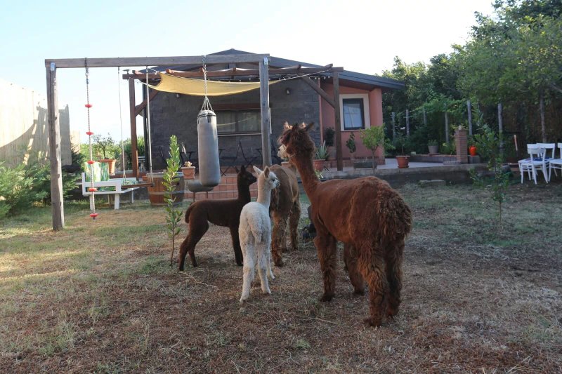 Alpaca Etna Rooms