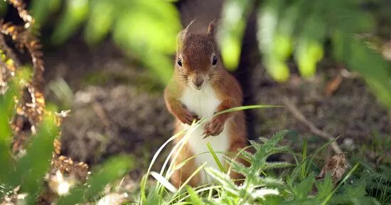 Brownsea Island