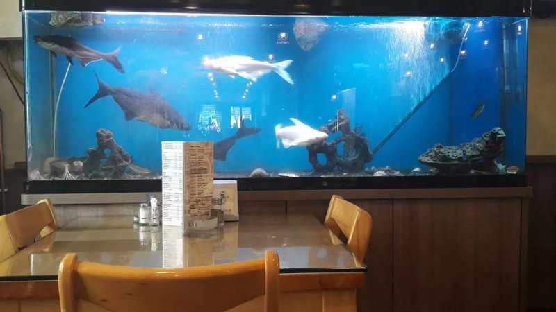 Pizzeria CIAO 1 Novi Sad