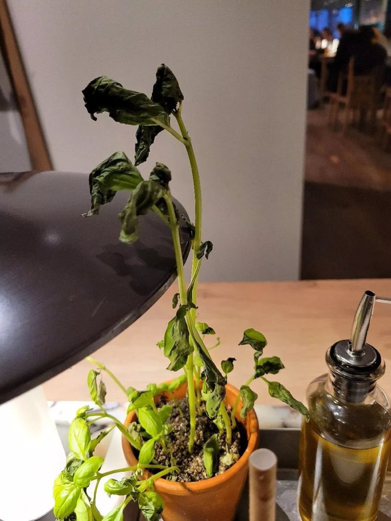 Vapiano