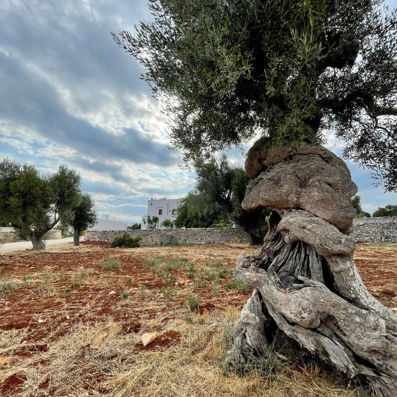 Masseria Donna Nina