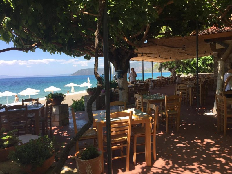 The Olive Grove