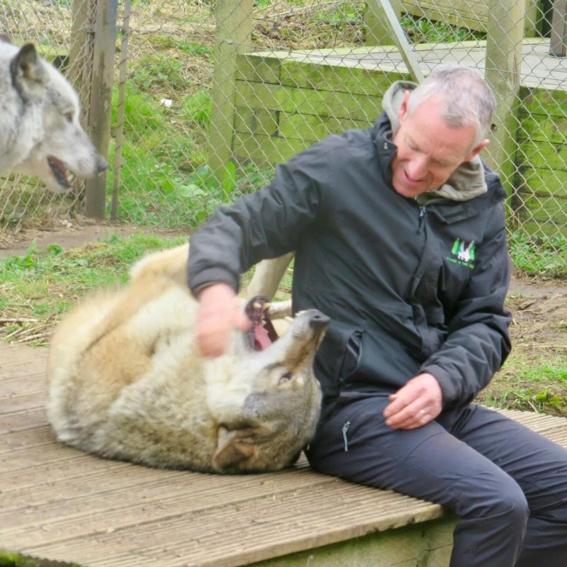 Wolves Of Wiltshire