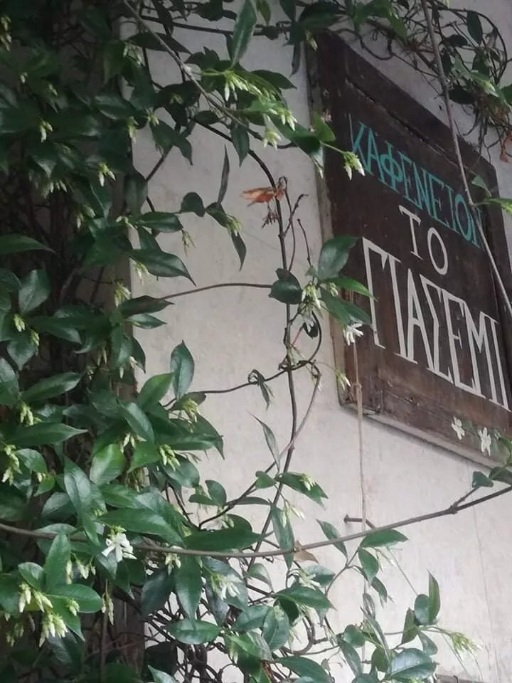 Giasemi