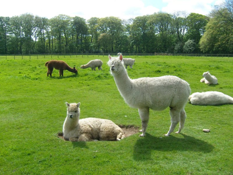 Singleton Lodge Country House Hotel