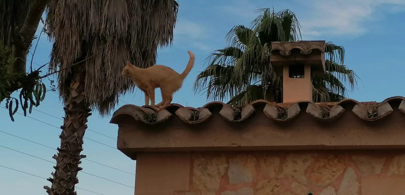 Son Sampoli