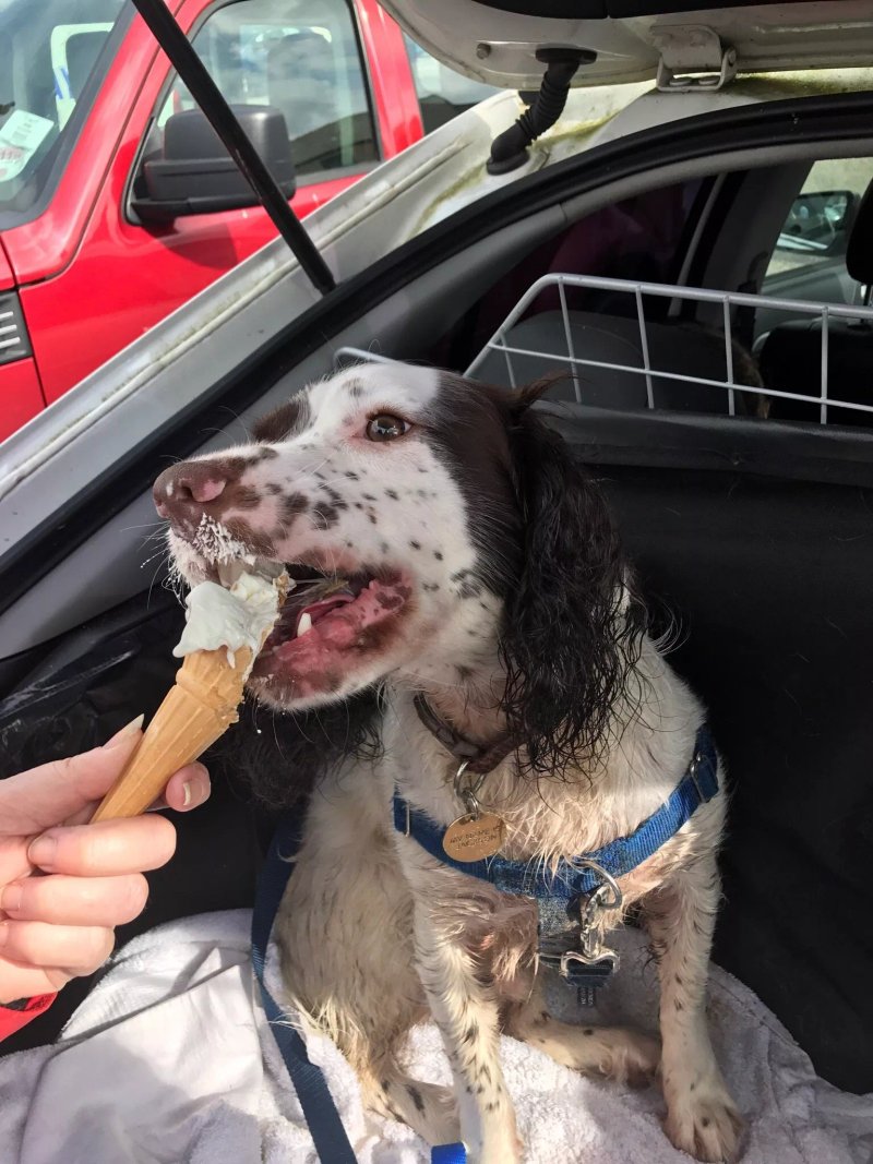 The Ice Cream Shop
