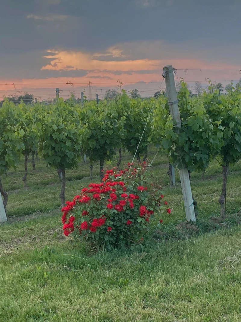 AGRITURISMO LE CIPRESSINE
