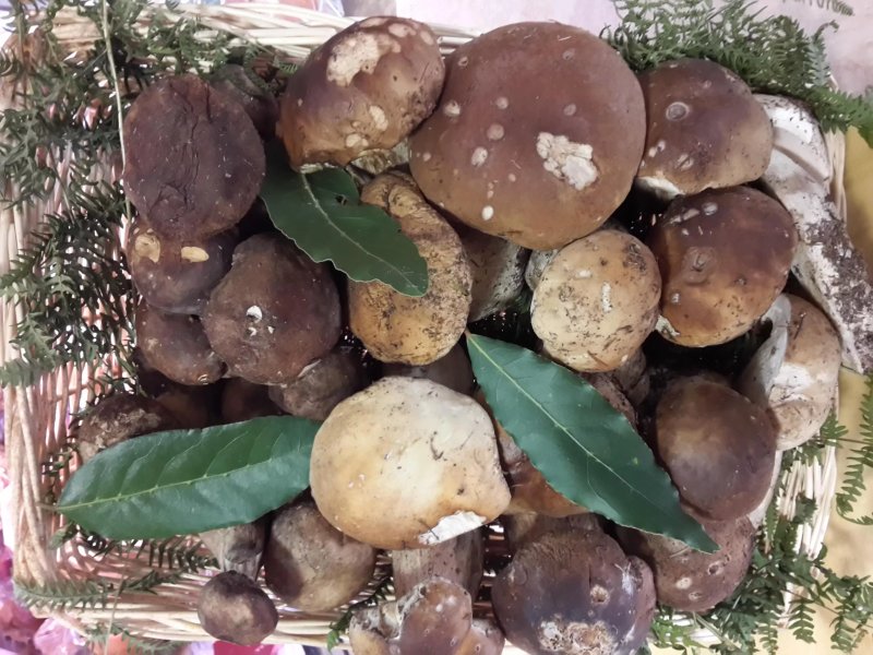 Antico Emporio Stivali Fraschetta