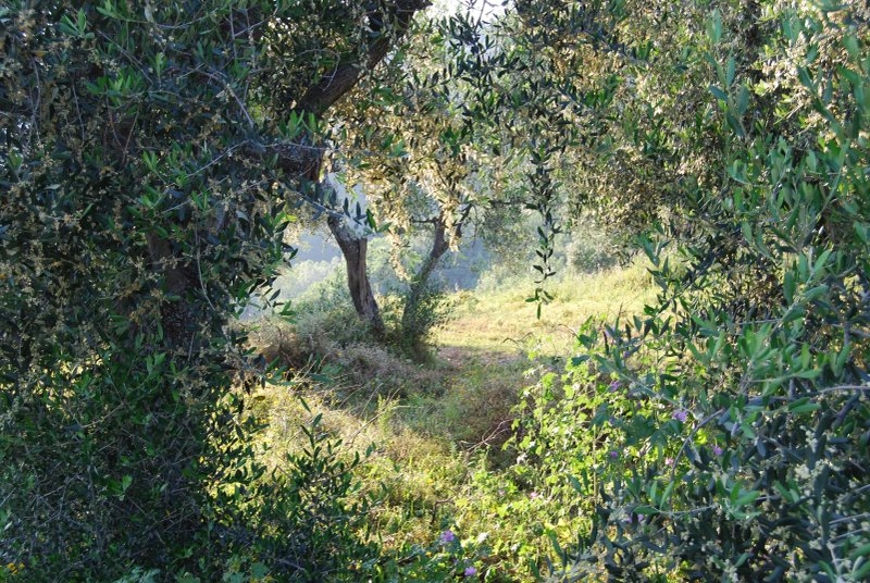 Fattoria di Fubbiano