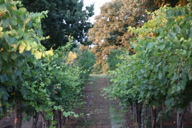 Agriturismo Bed and Breakfast Corte Tonolli
