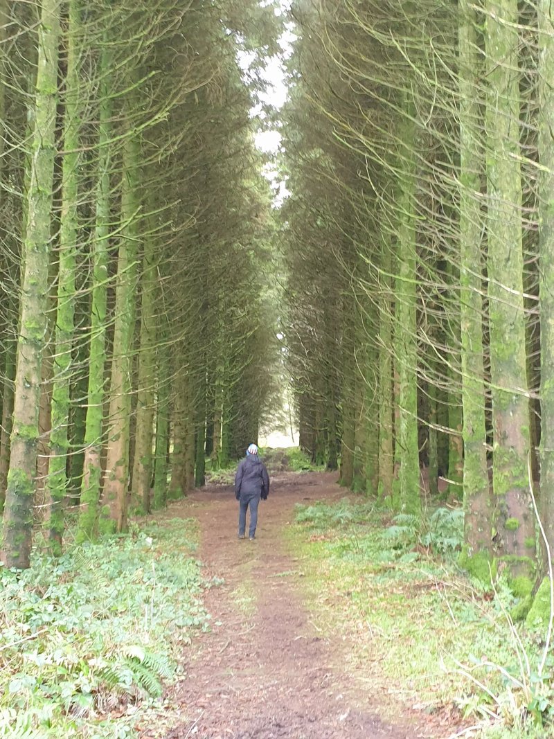 Tardree Forest