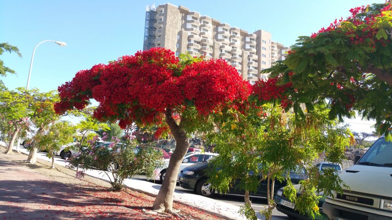 Sol Arona Tenerife