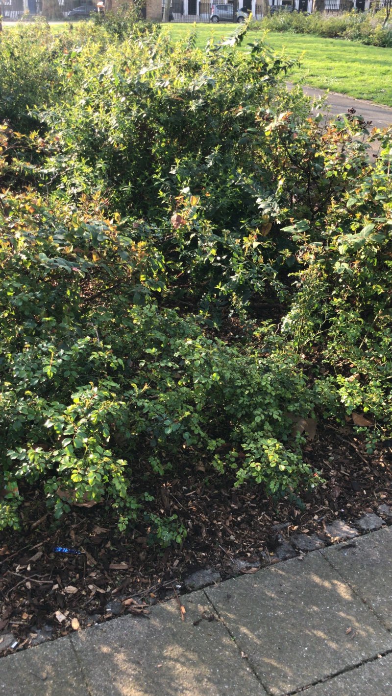 Argyle Garden