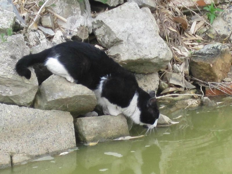 La Ferme aux Chats