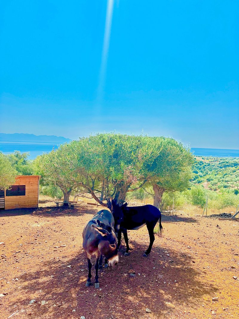 White Donkey Hotel