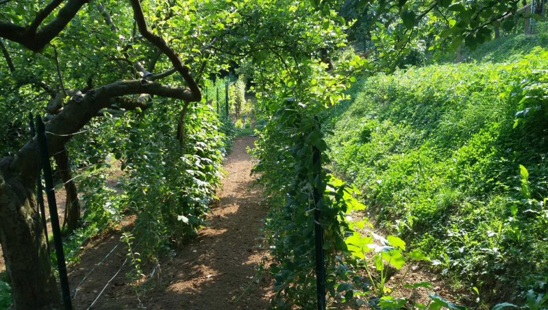 Agriturismo I Gelsi