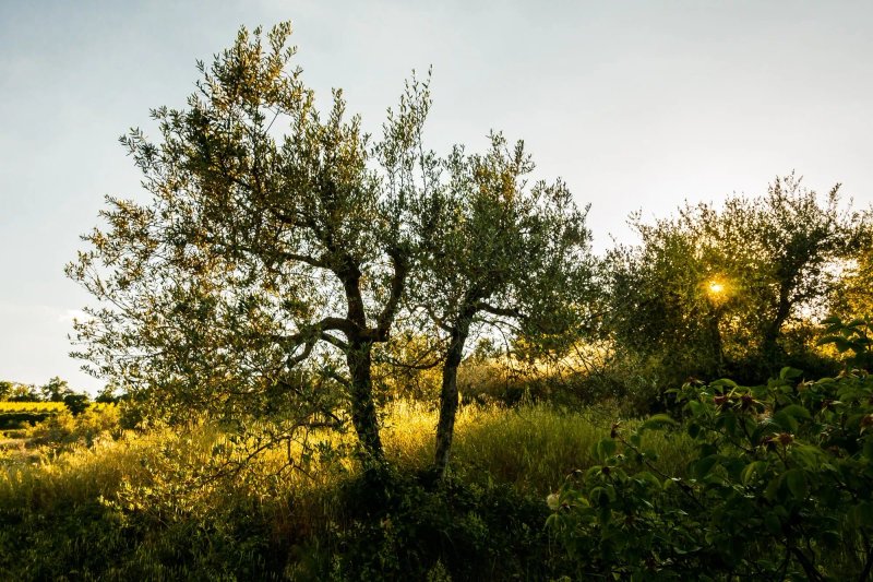 Agriturismo Podere Torre
