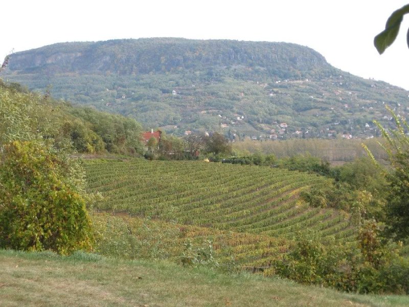 Szent Antal Pince