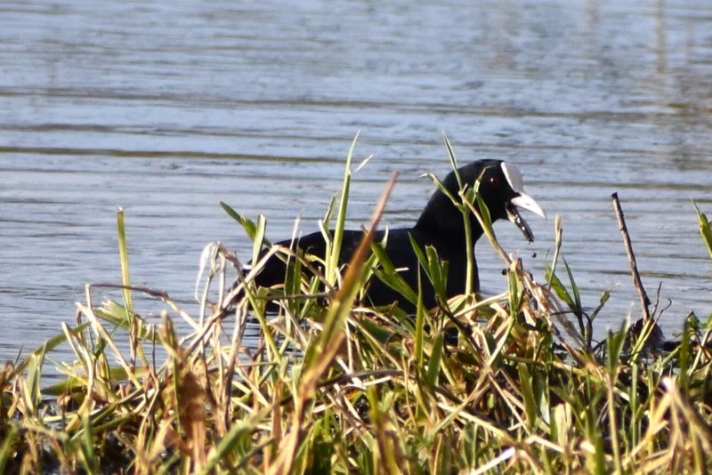Staines Moor