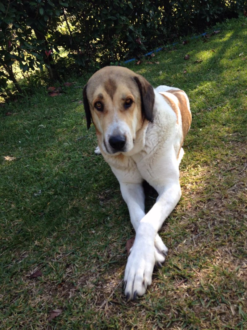 Quinta do Galgo