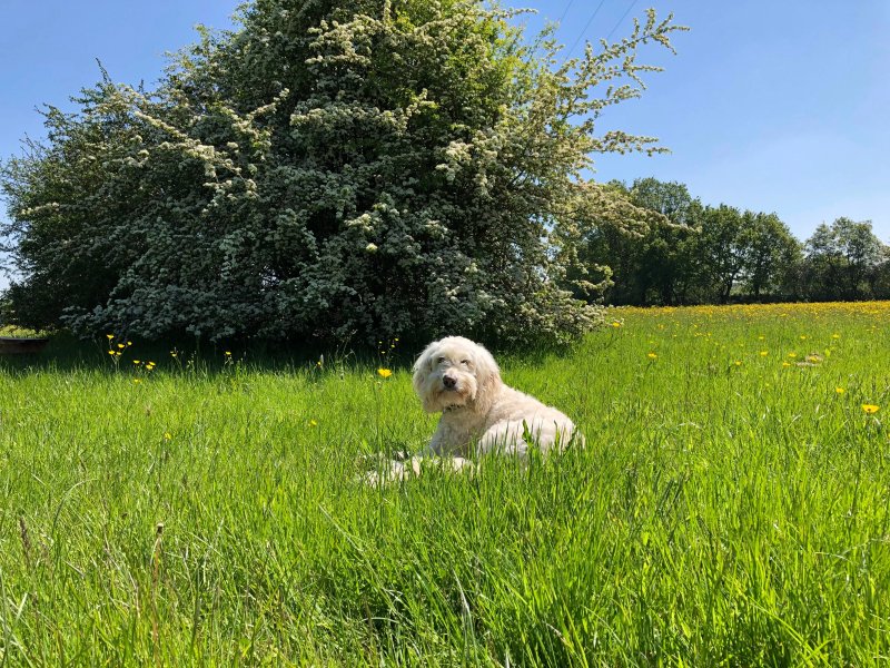 Knoxbridge Glamping And Camping