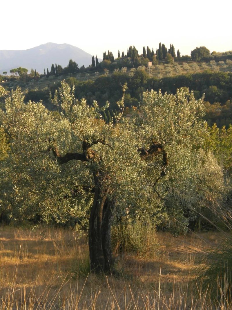 Agriturismo Santo Pietro