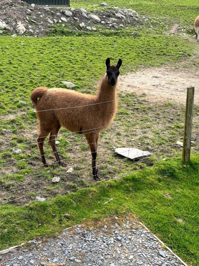 Tyn-yr-Onnen Farm, Caravan and Campsite