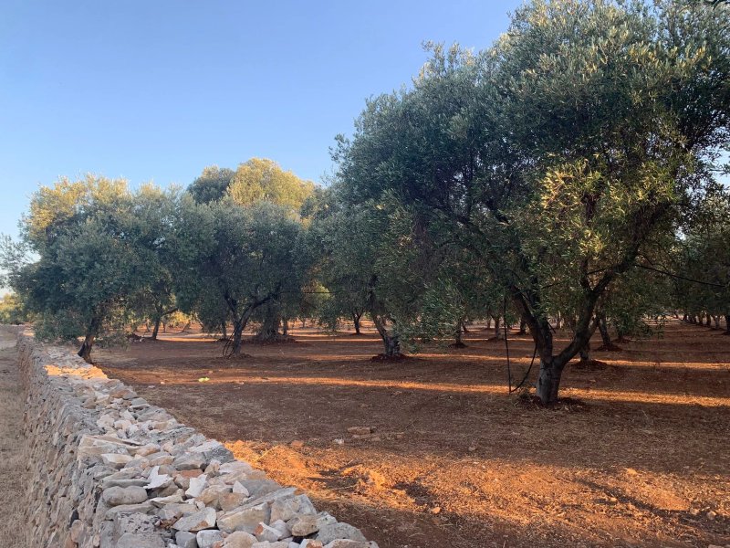 Masseria La Grave