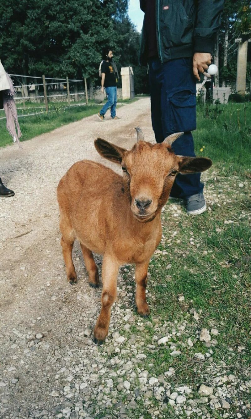 Langela