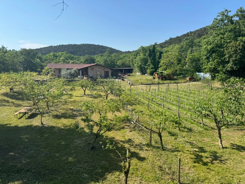Ristorante Dell'Agriturismo Colja Jozko