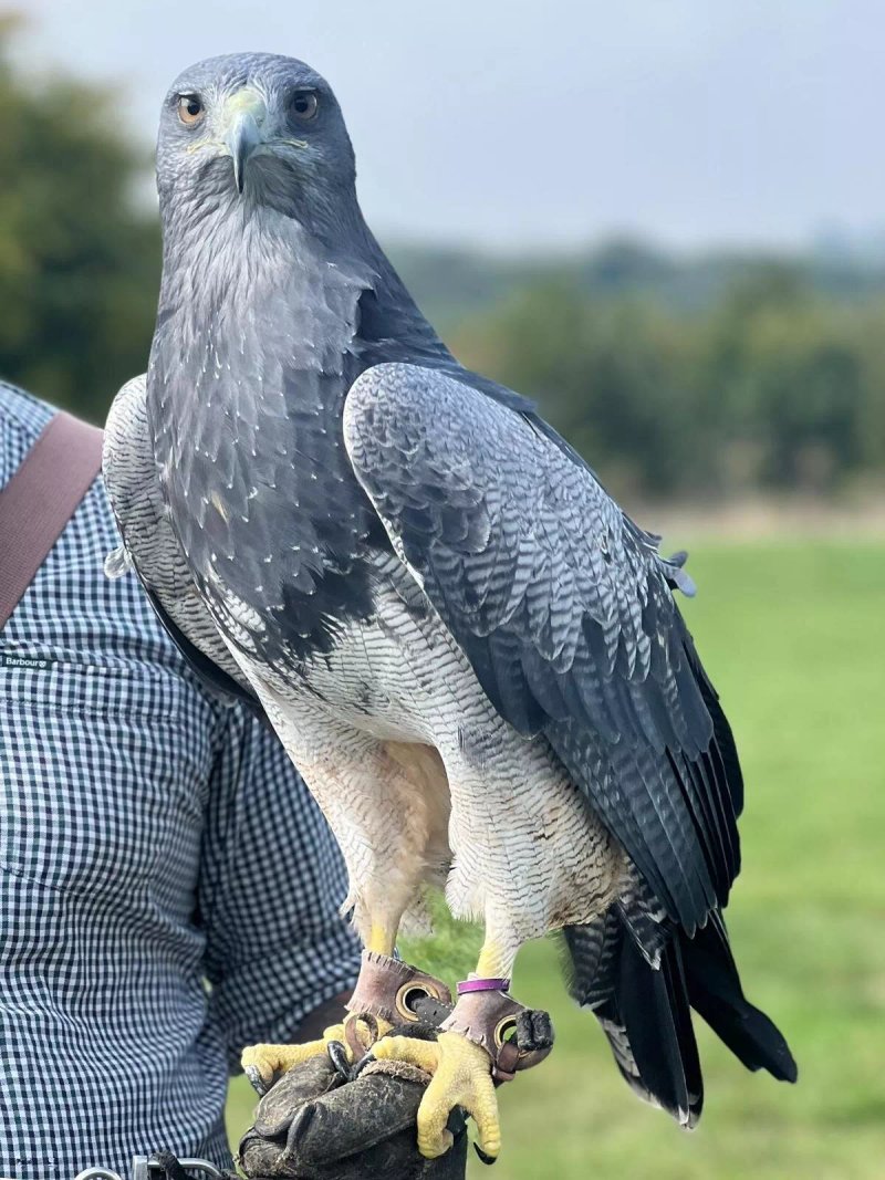 Kent Falconry Centre