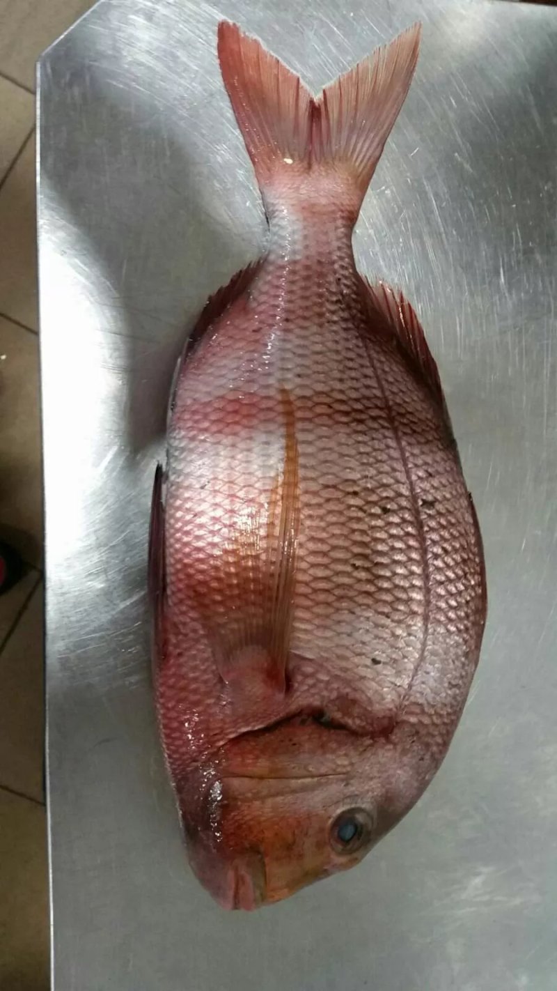 El rey de la paella