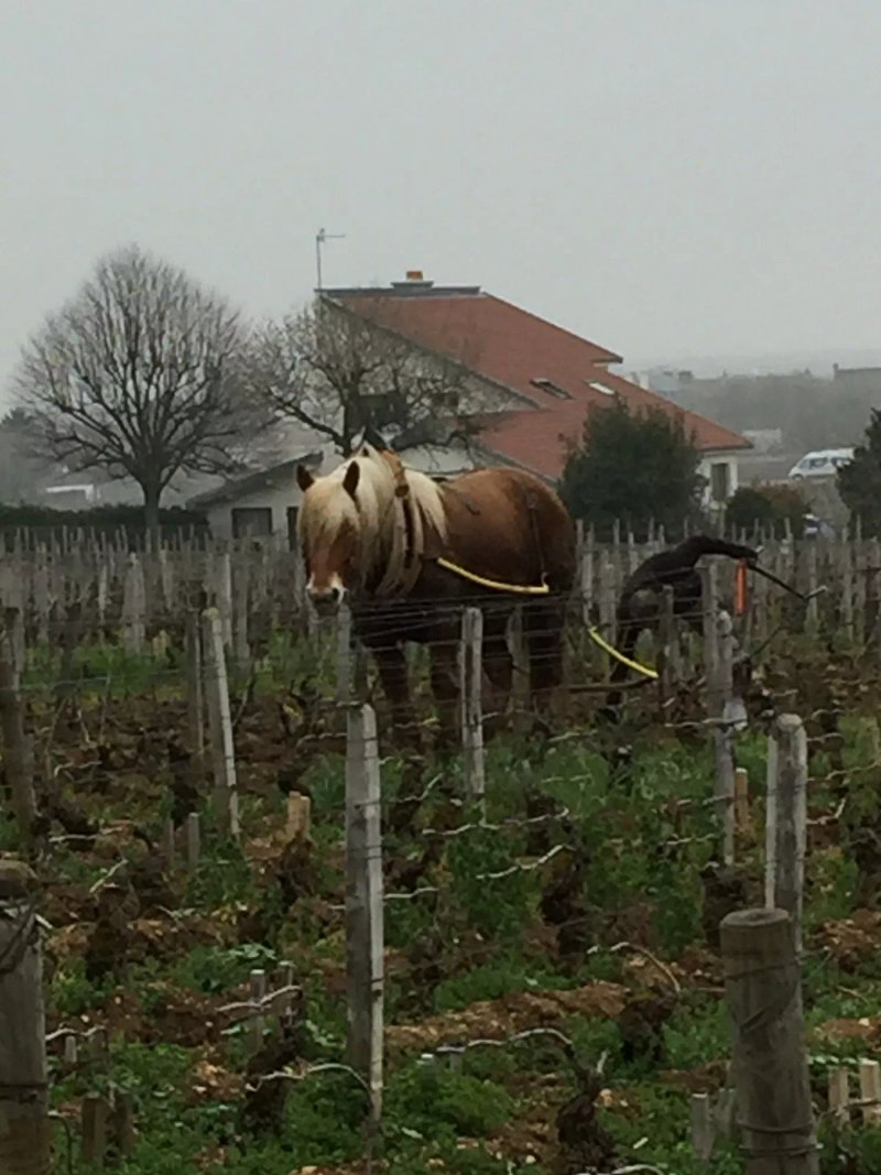 Bourgogne A La Carte Burgund Experiment  Tours