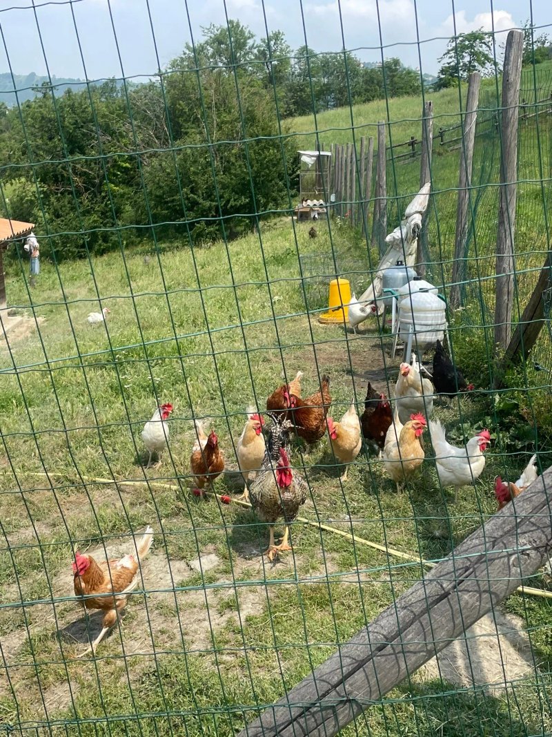 Ristorante dell'Agriturismo Le Piagge