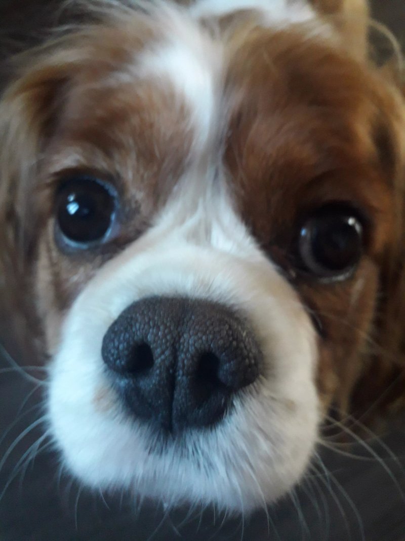 Lord Darcy