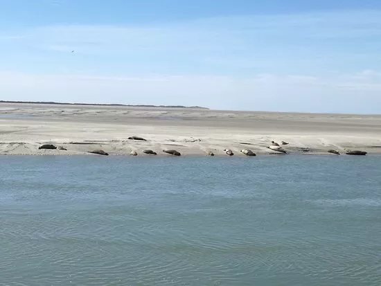 Les Phoques de la Baie d'Authie