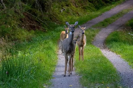 Helsinki Wildlife Photography