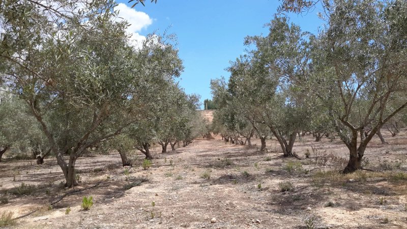 Finca Tres Molinos B&B