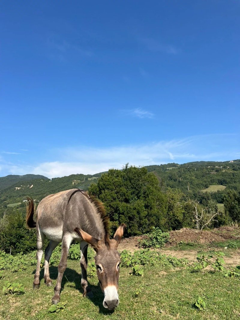 Agriturismo Il Salice