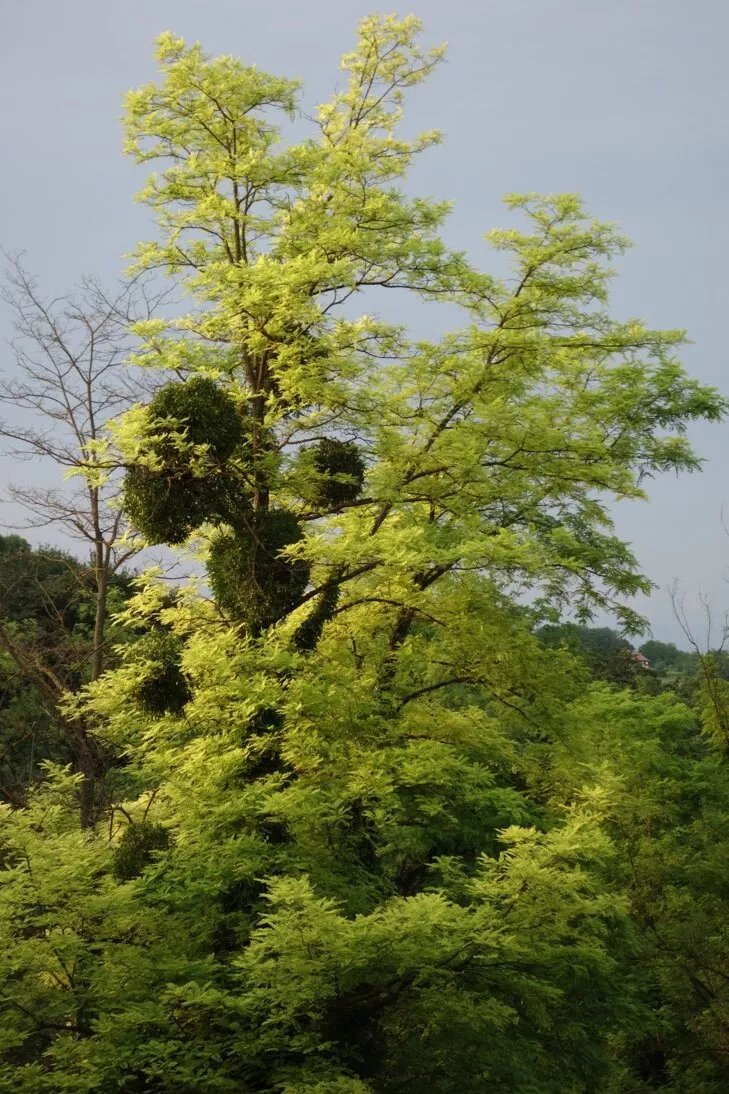 Klet Kozjak